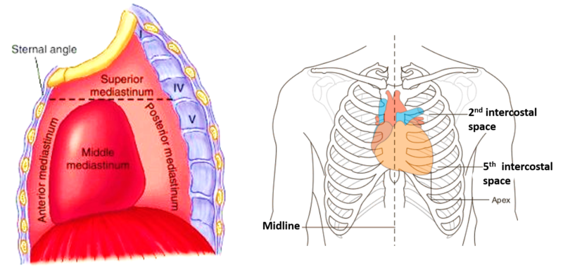 heart - location