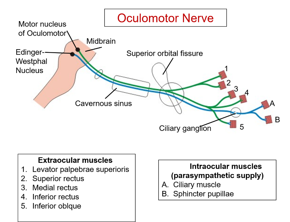 oculomotor nerve