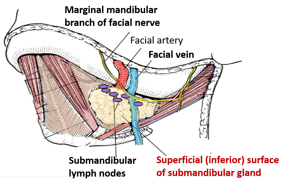 relations of superficial surface of submandibular gland