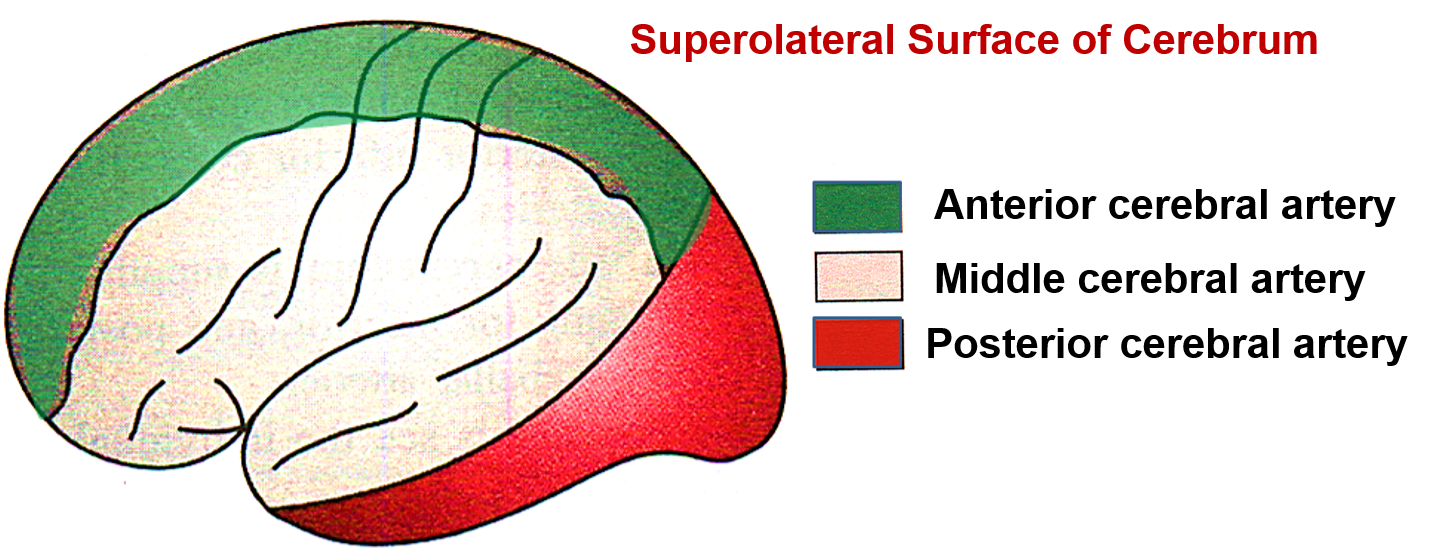 Superolateral surface of cerebrum -blood supply