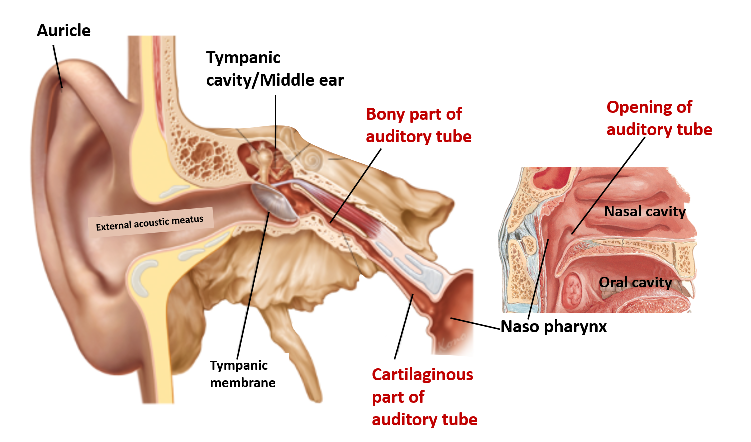 Auditory Tube , location, parts, nerve supply , Anatomy QA