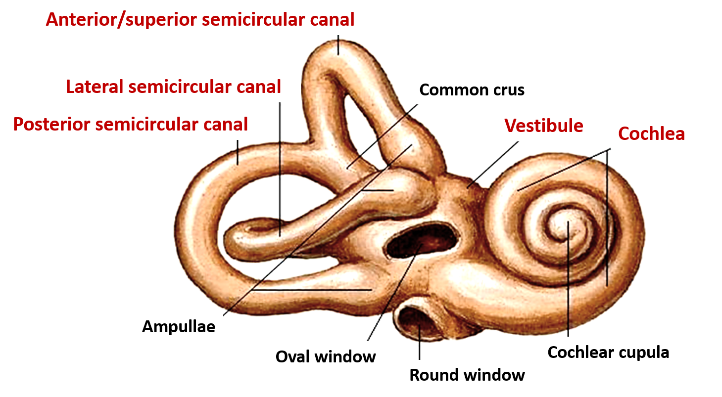 Internal Ear , Bony and Membranous Labyrinth , Anatomy QA