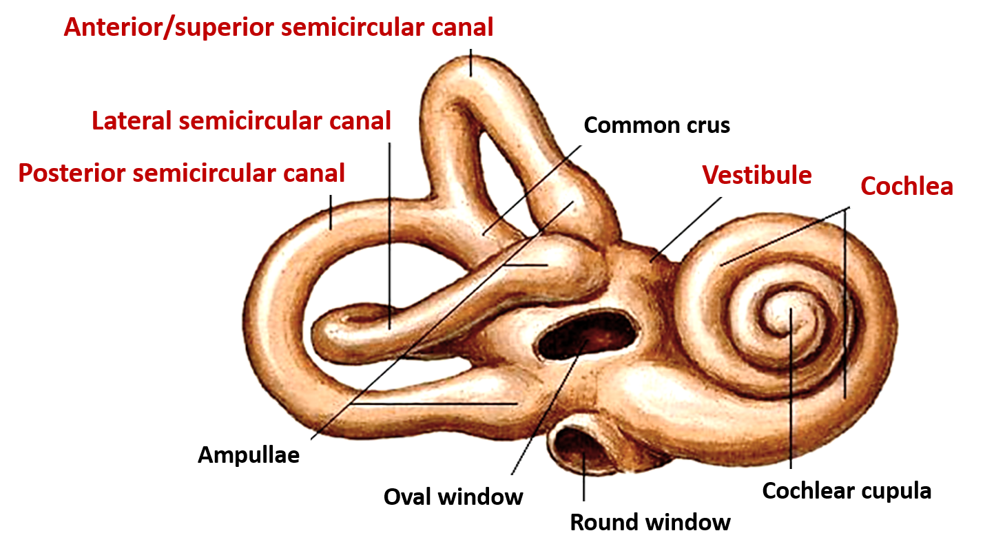 Bony labyrinth - parts