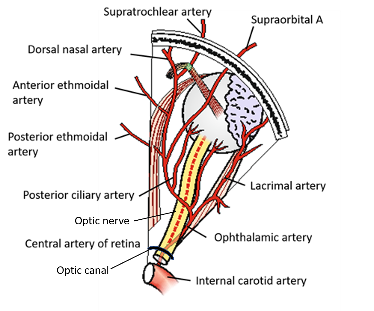 ophthalmic artery - branches
