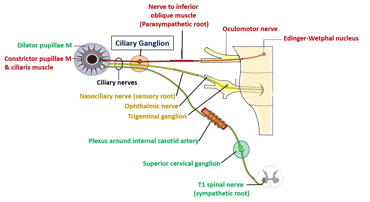 connection of ciliary ganglion