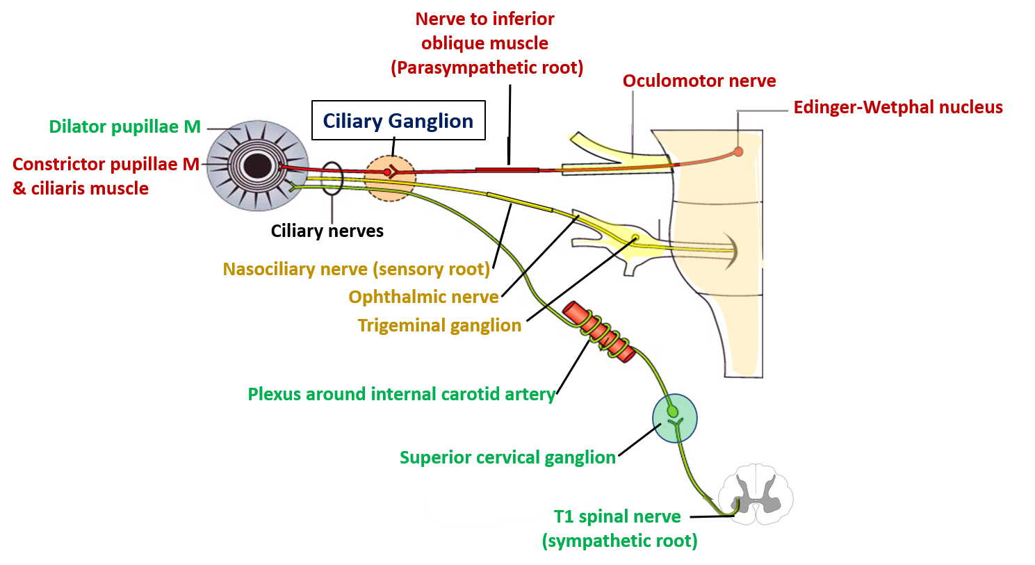 ciliary ganglion pathways