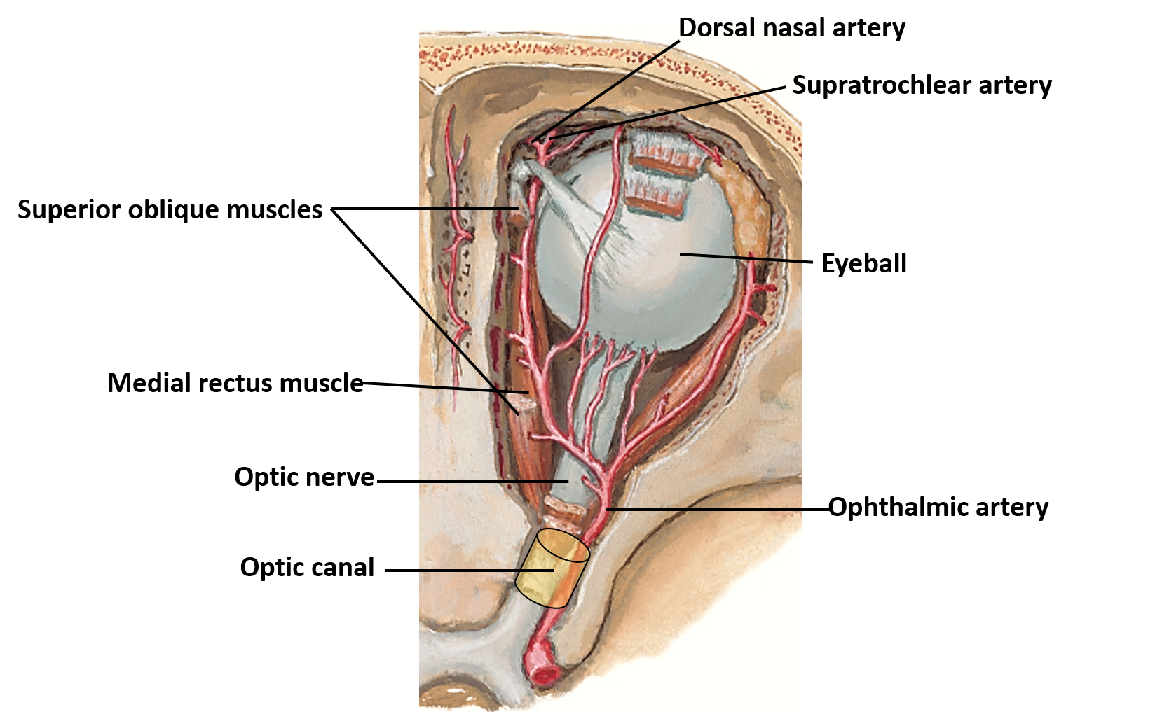 course of ophthalmic artery