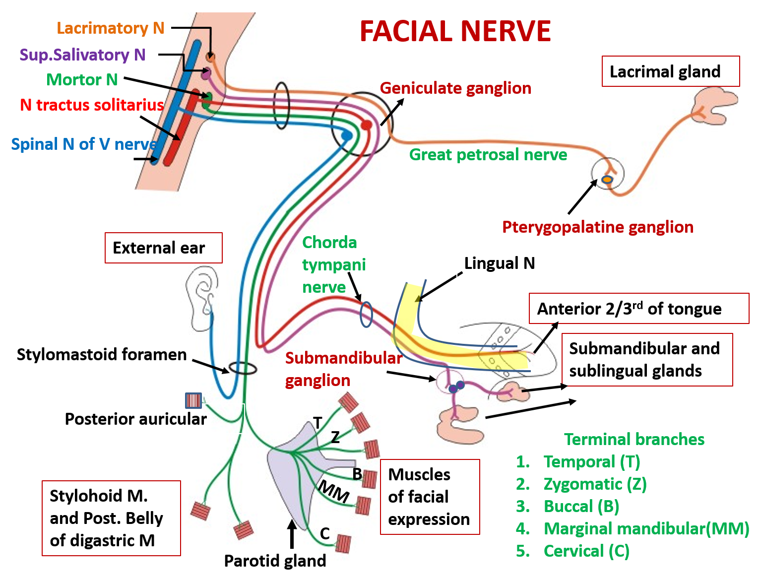 facial nerve nuclei and branches