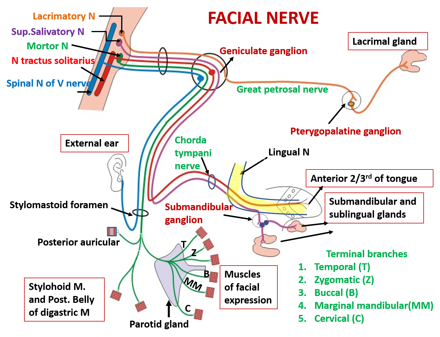 Facial Anatomy Course Online Free At Nadine Boeding Blog Facial Anatomy Course Online Free At Nadine Boeding Blog
