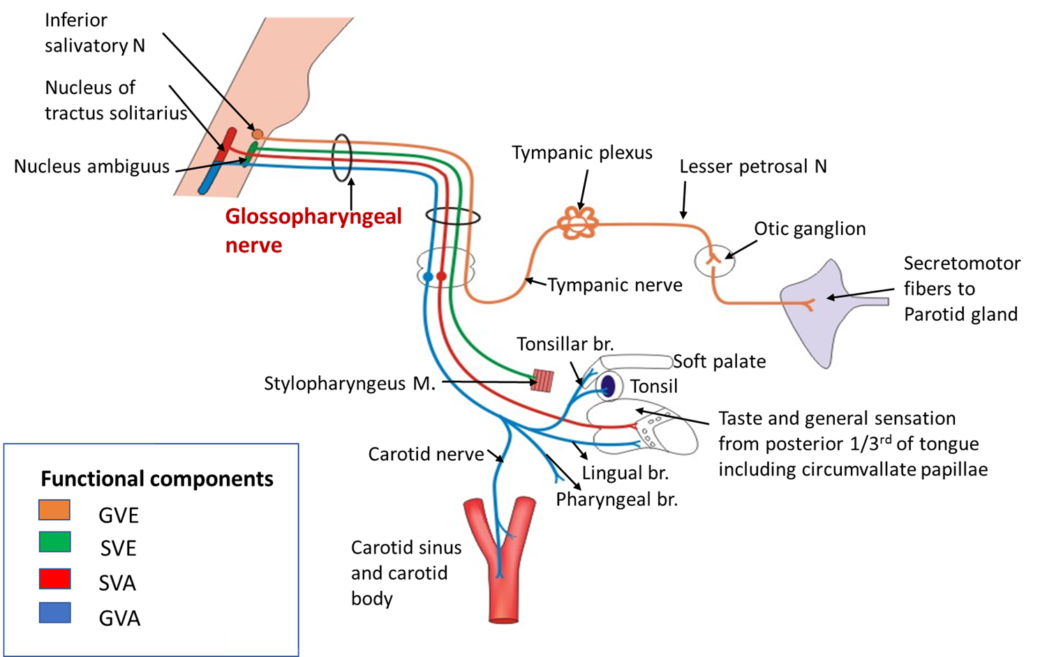 Glossopharyngeal nerve and its branches