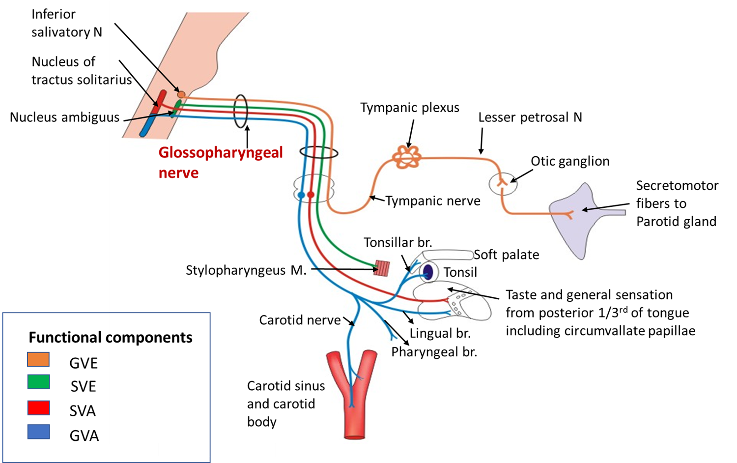 Mandibular nerve , Anatomy QA