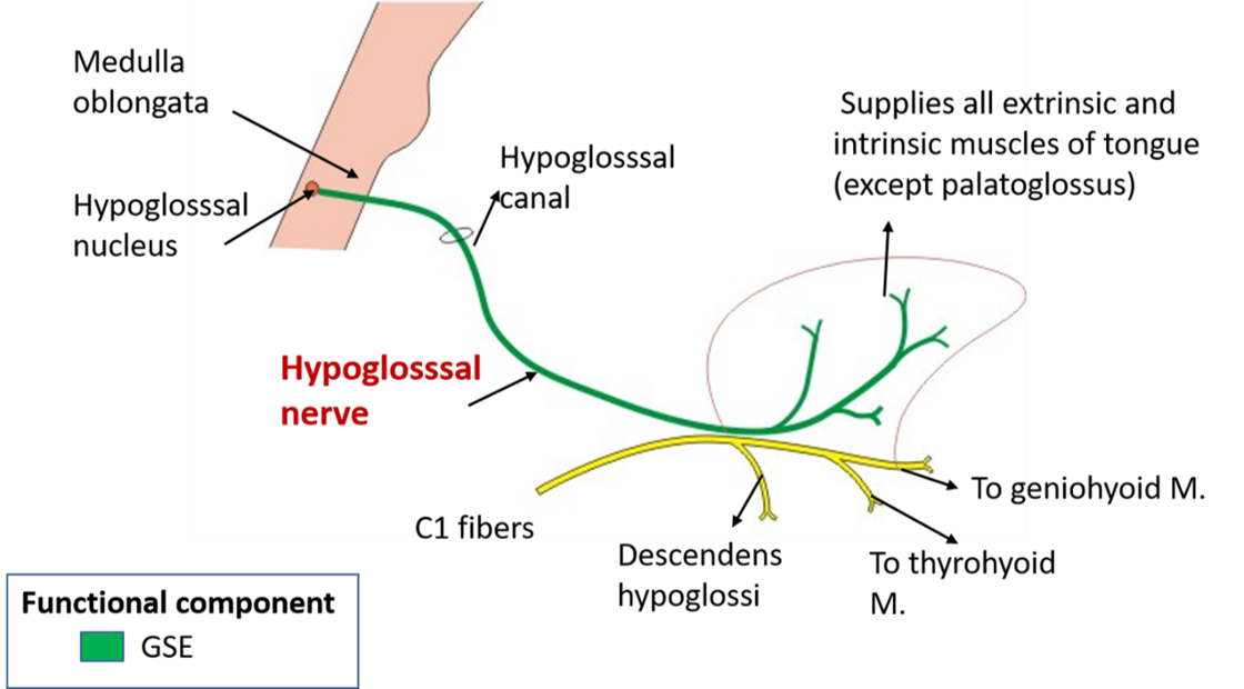 hypoglossal nerve course and branches