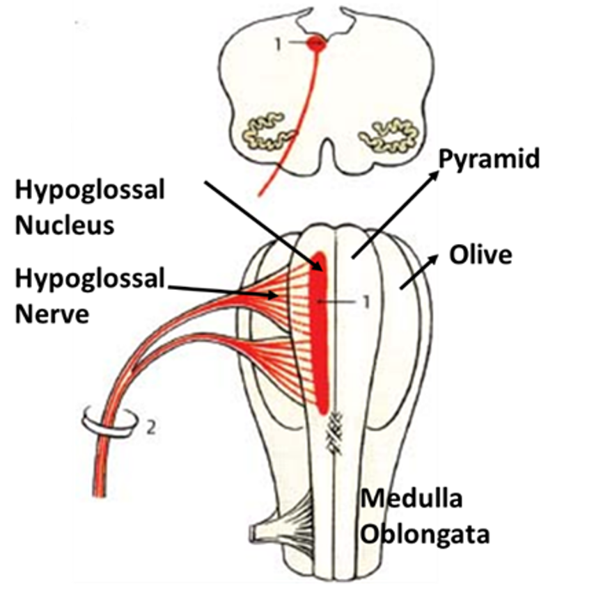 hypoglossal nerve origin
