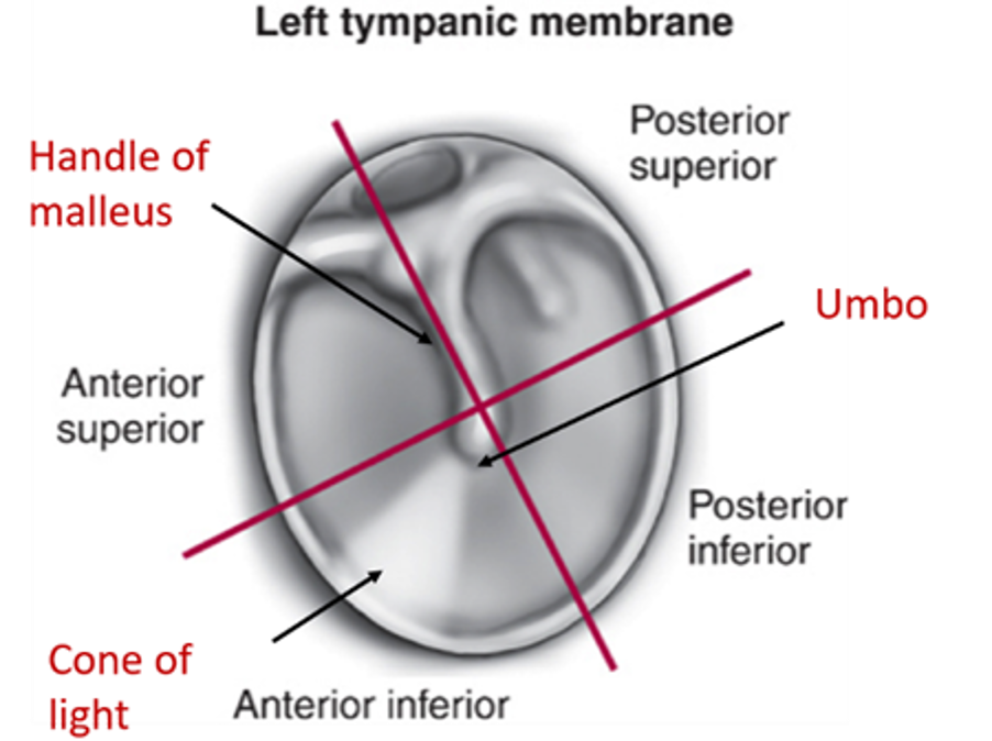 Tympanic Membrane Anatomy Qa
