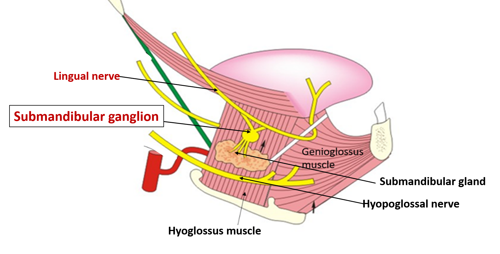 submandibular ganglion