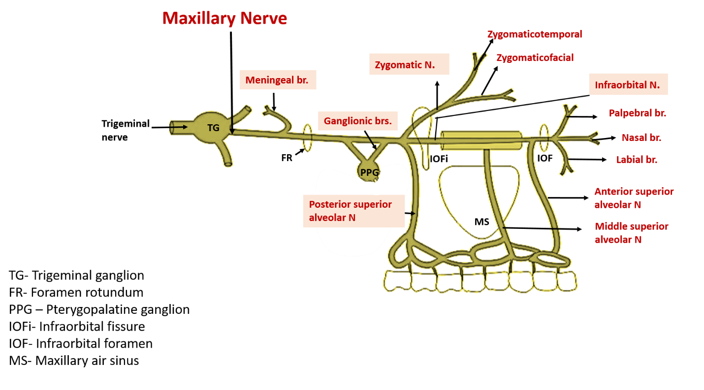 maxillary nerve branches