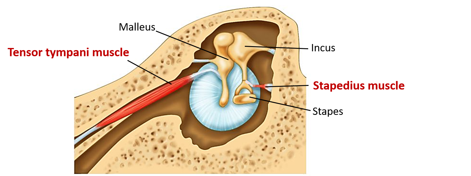 muscles of middle ear