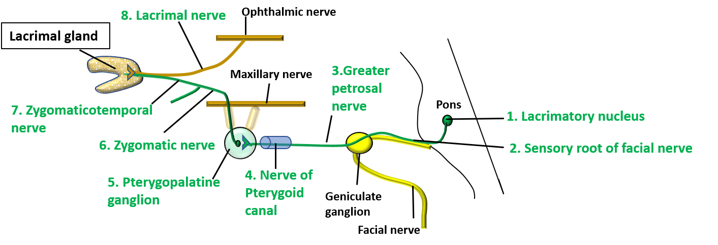 lacrimal gland - secretomotor fibers