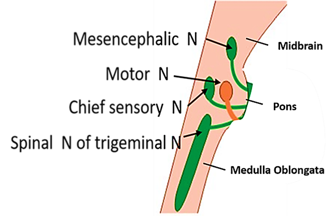 trigeminal nerve nuclei