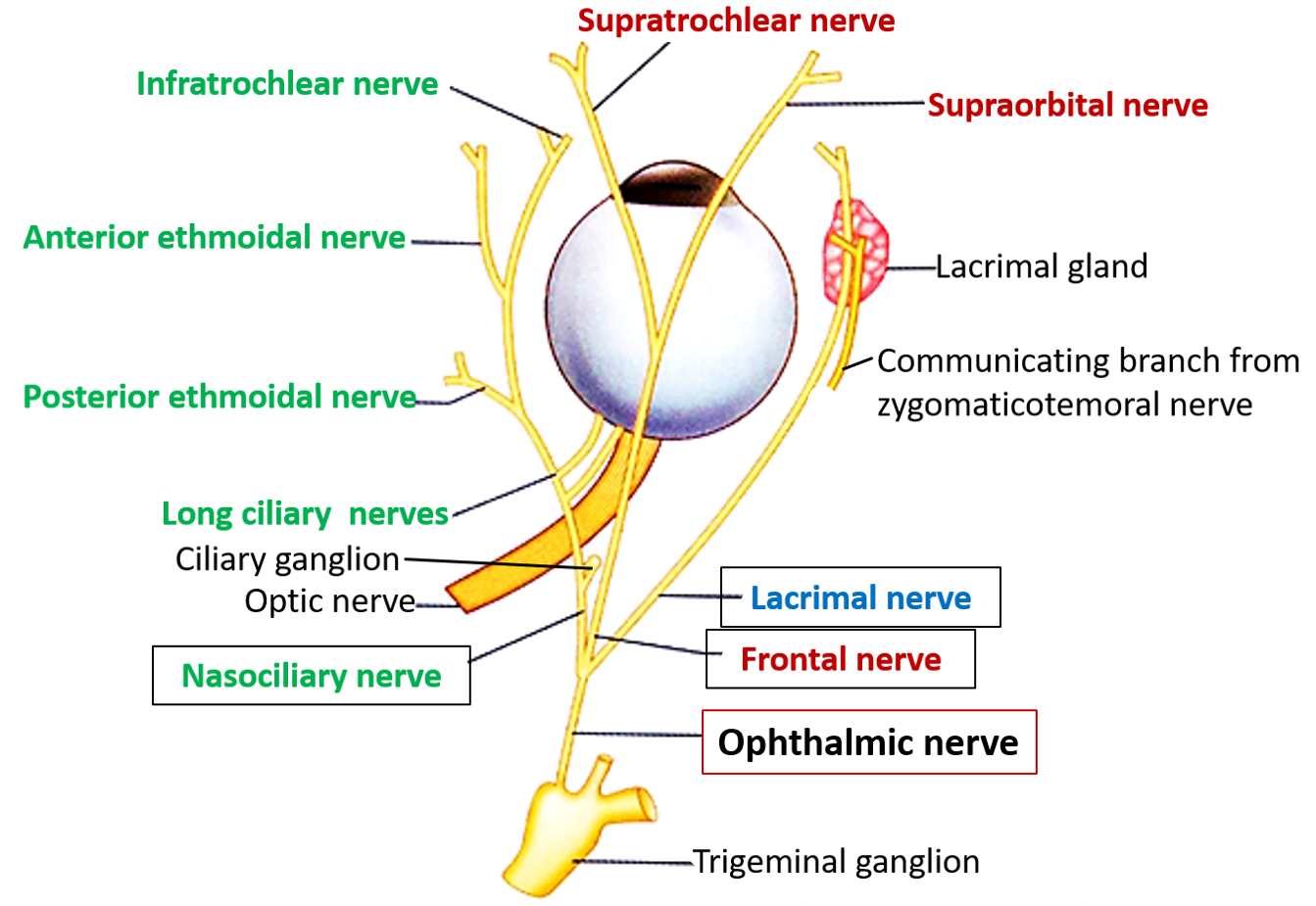 Ophthalmic nerve and its branches