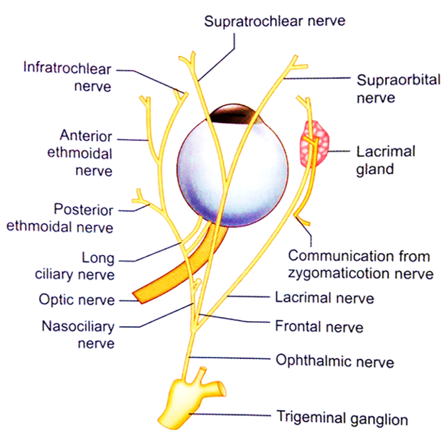 ophthalmic nerve -branches