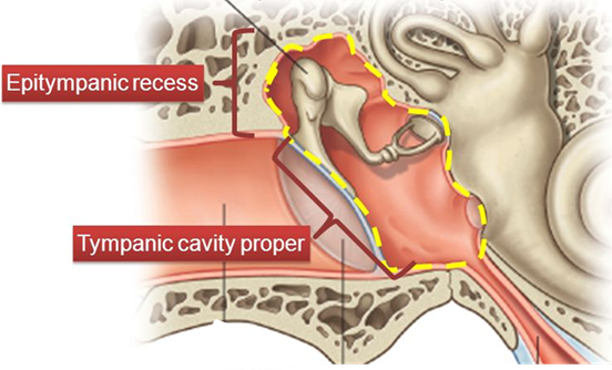 parts of middle ear cavity