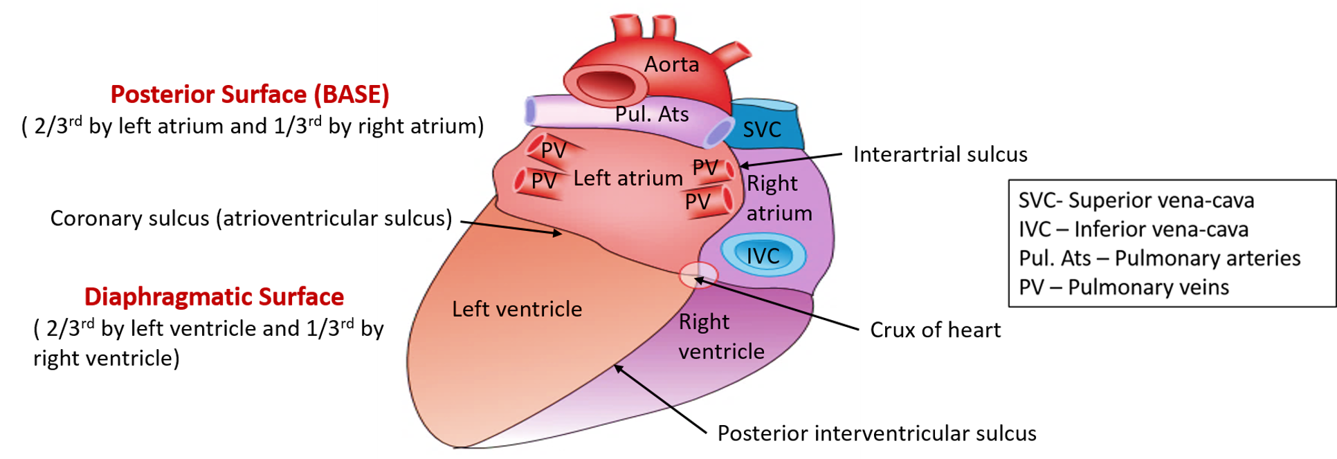 base and diaphragmatic surfaces of heart