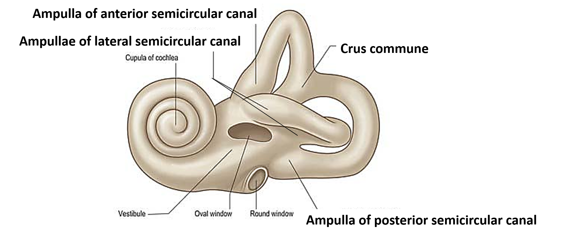 semicrcular canals