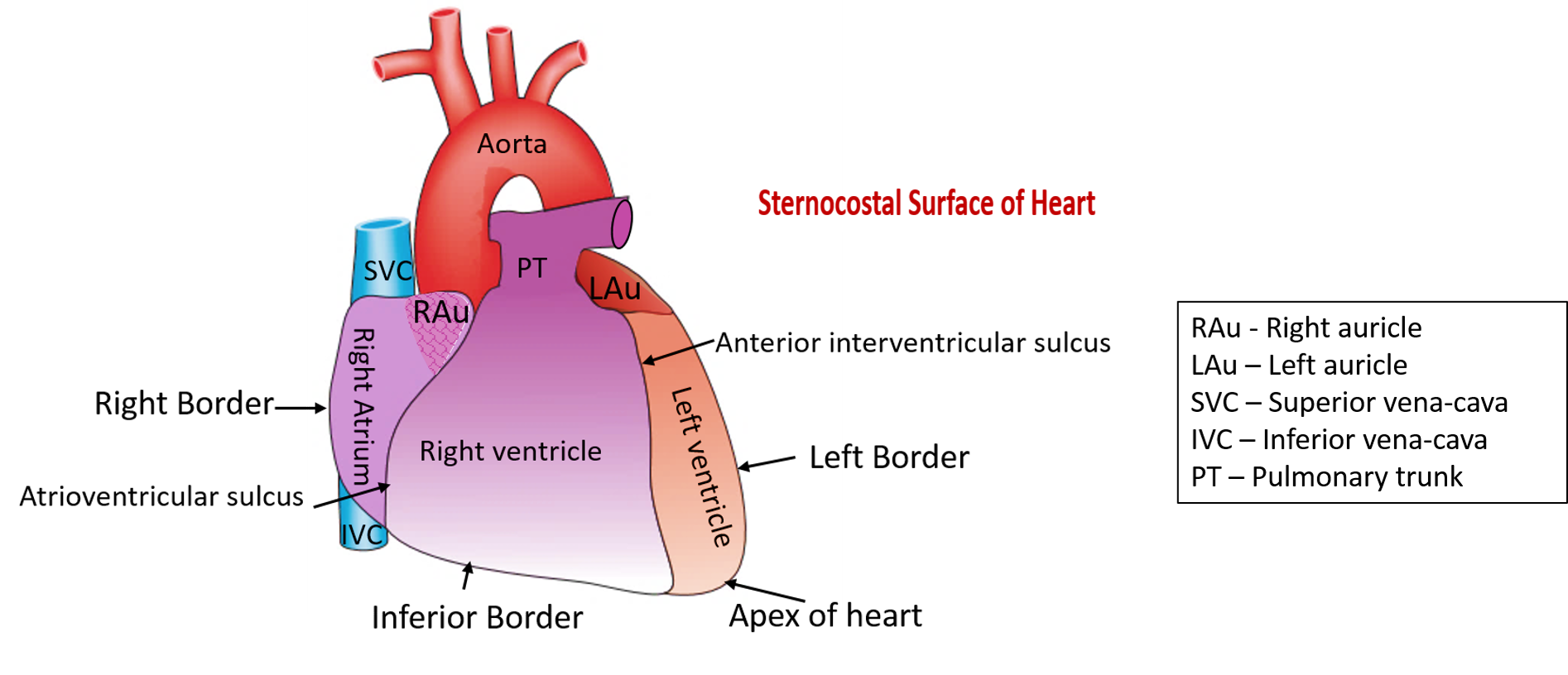 sternocostal surface of heart