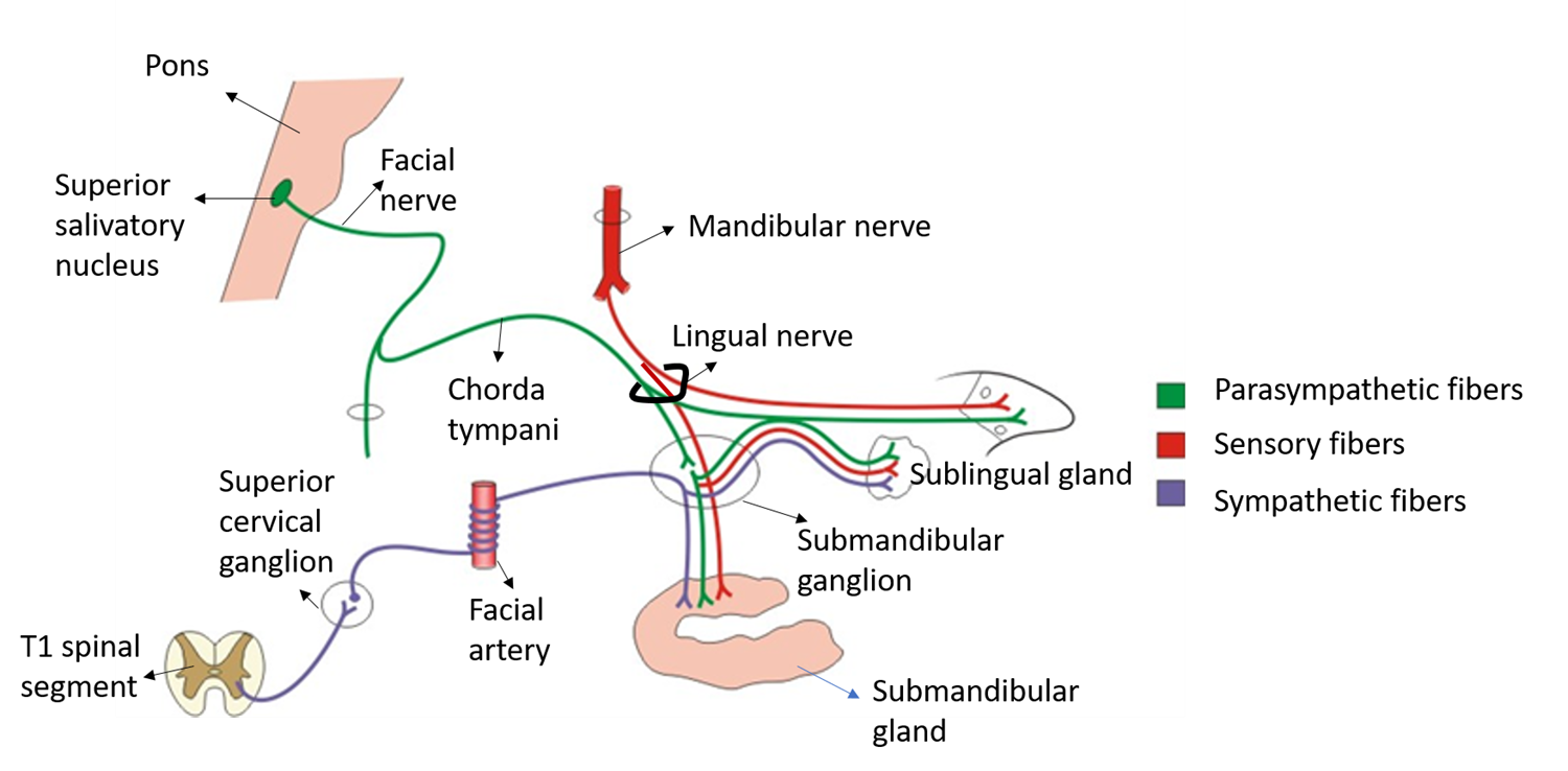 nerve supply of submandibular gland