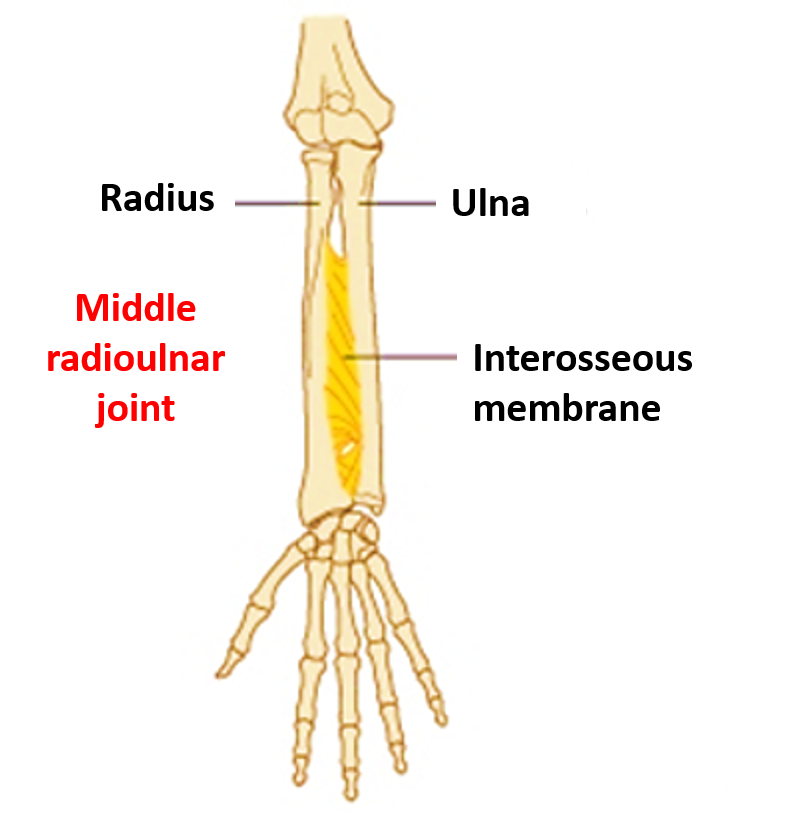 syndesmosis - fibrous joint