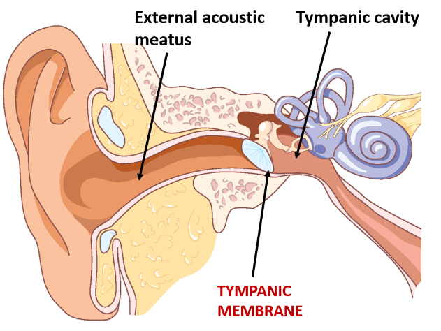 tympanic membrane location