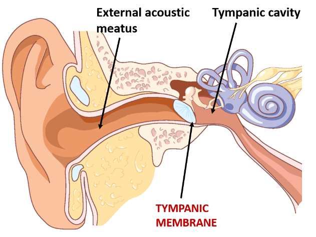 Tympanic Membrane Anatomy QA