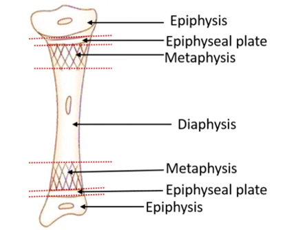 ceveloping long bone