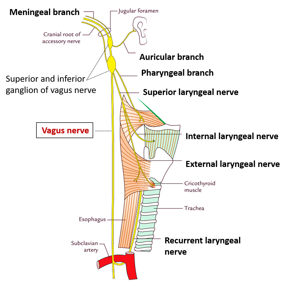 Vagus Nerve , Nuclei, course, branches, structures supplied and lesion