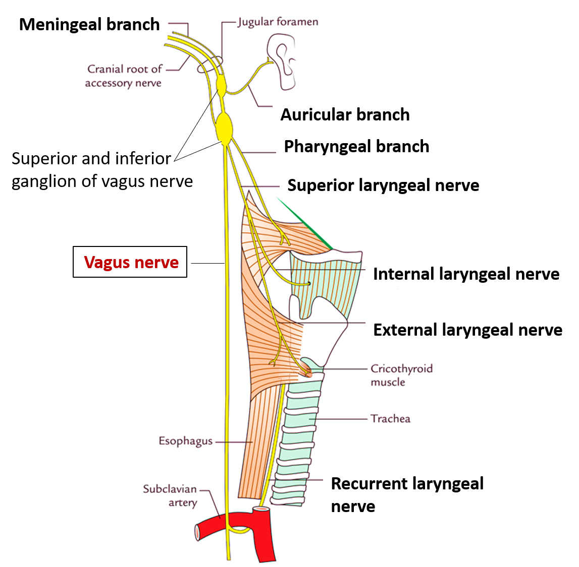 Vagus Nerve Anatomy QA
