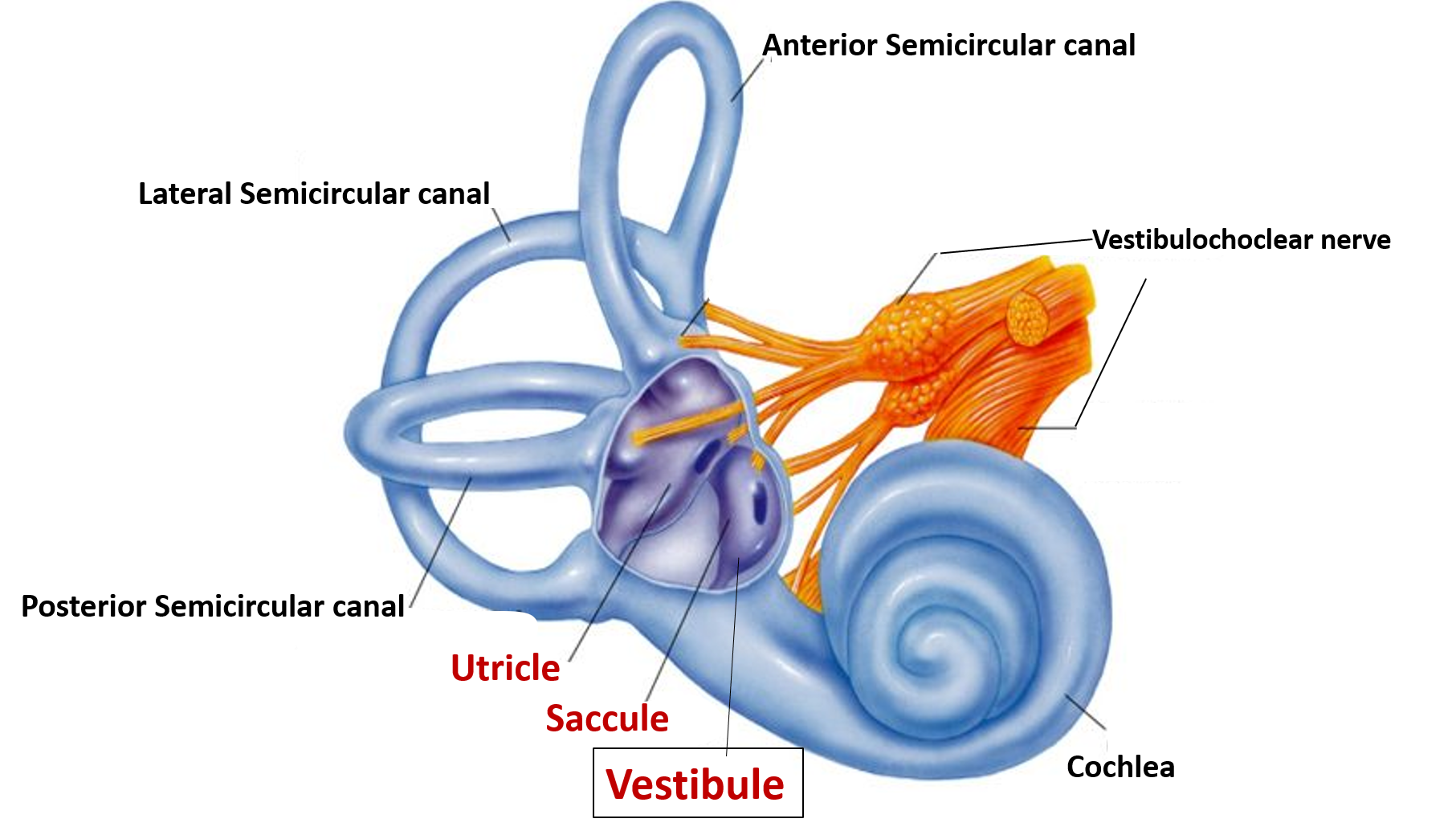 vestibule of ear
