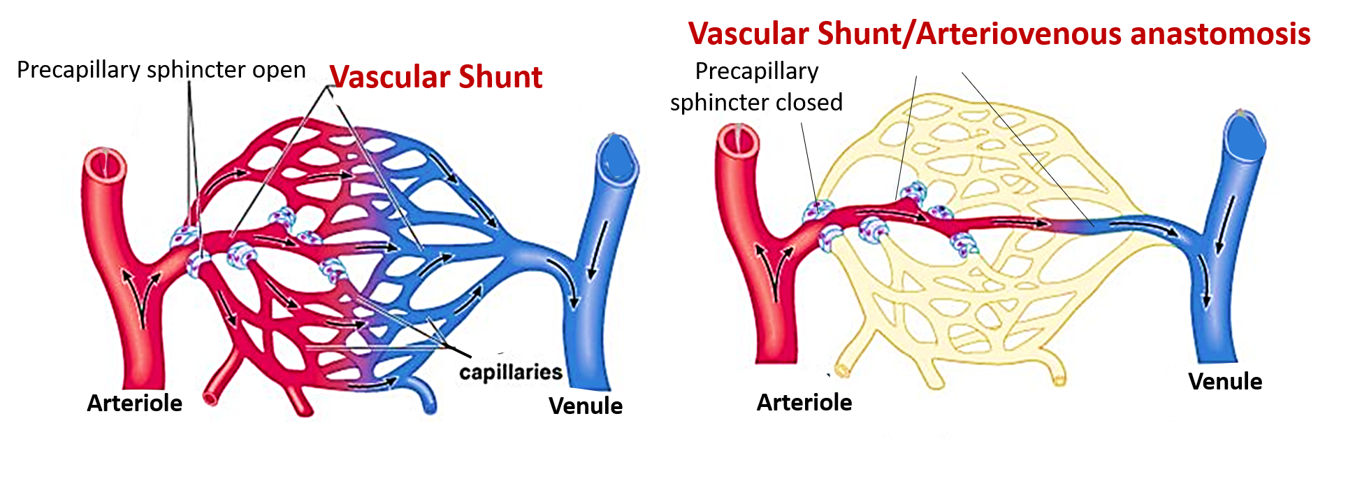 Arteriovenous anastomoses
