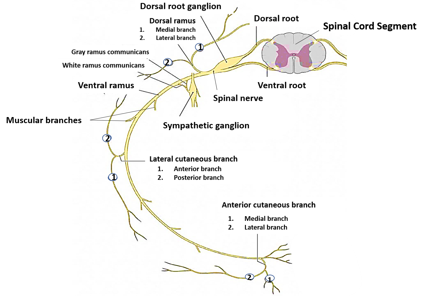 Typical spinal nerve