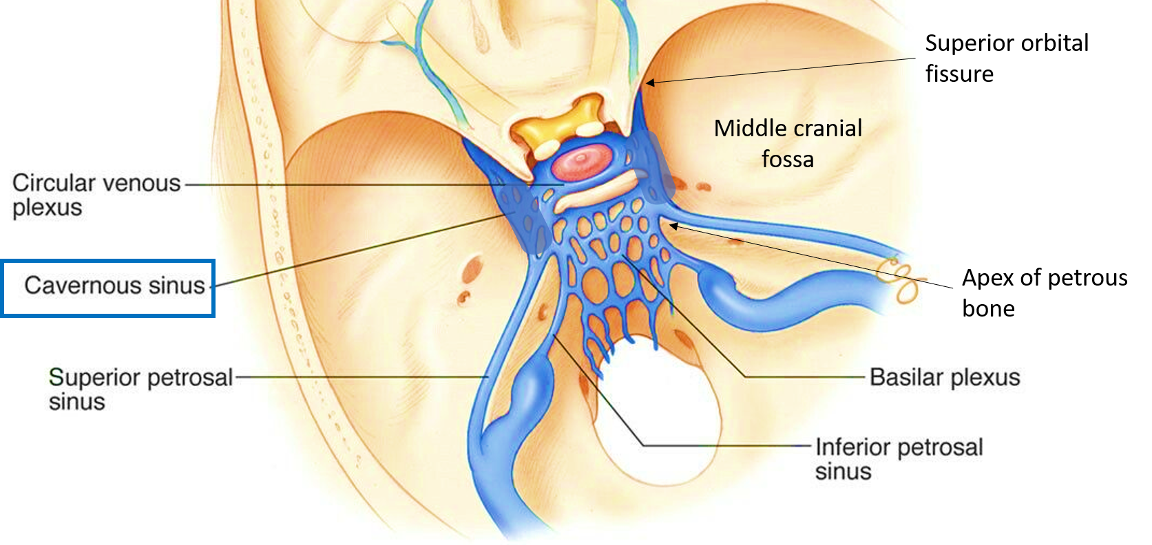 location of cavernous sinus