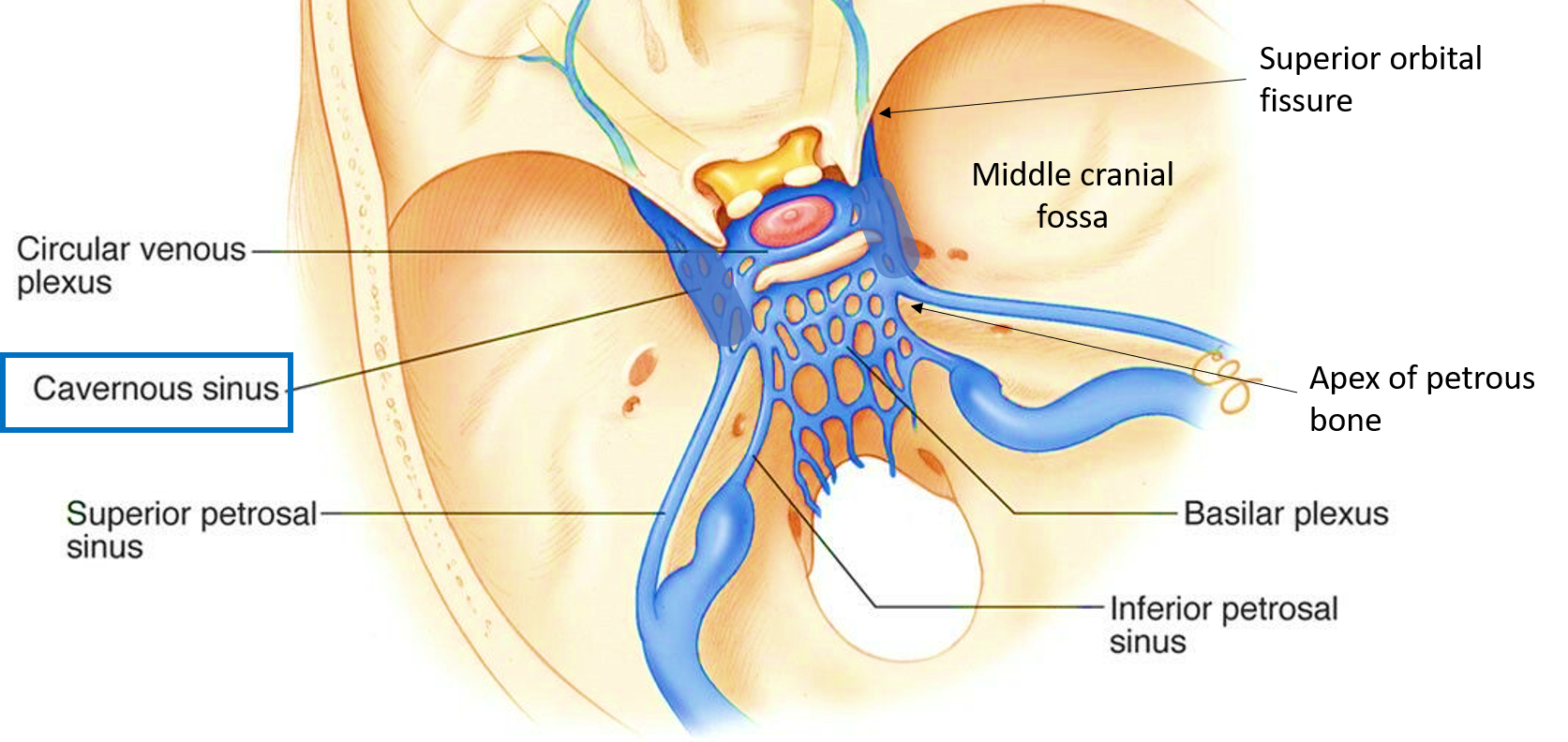 Cavernous Sinus Anatomy Diagram