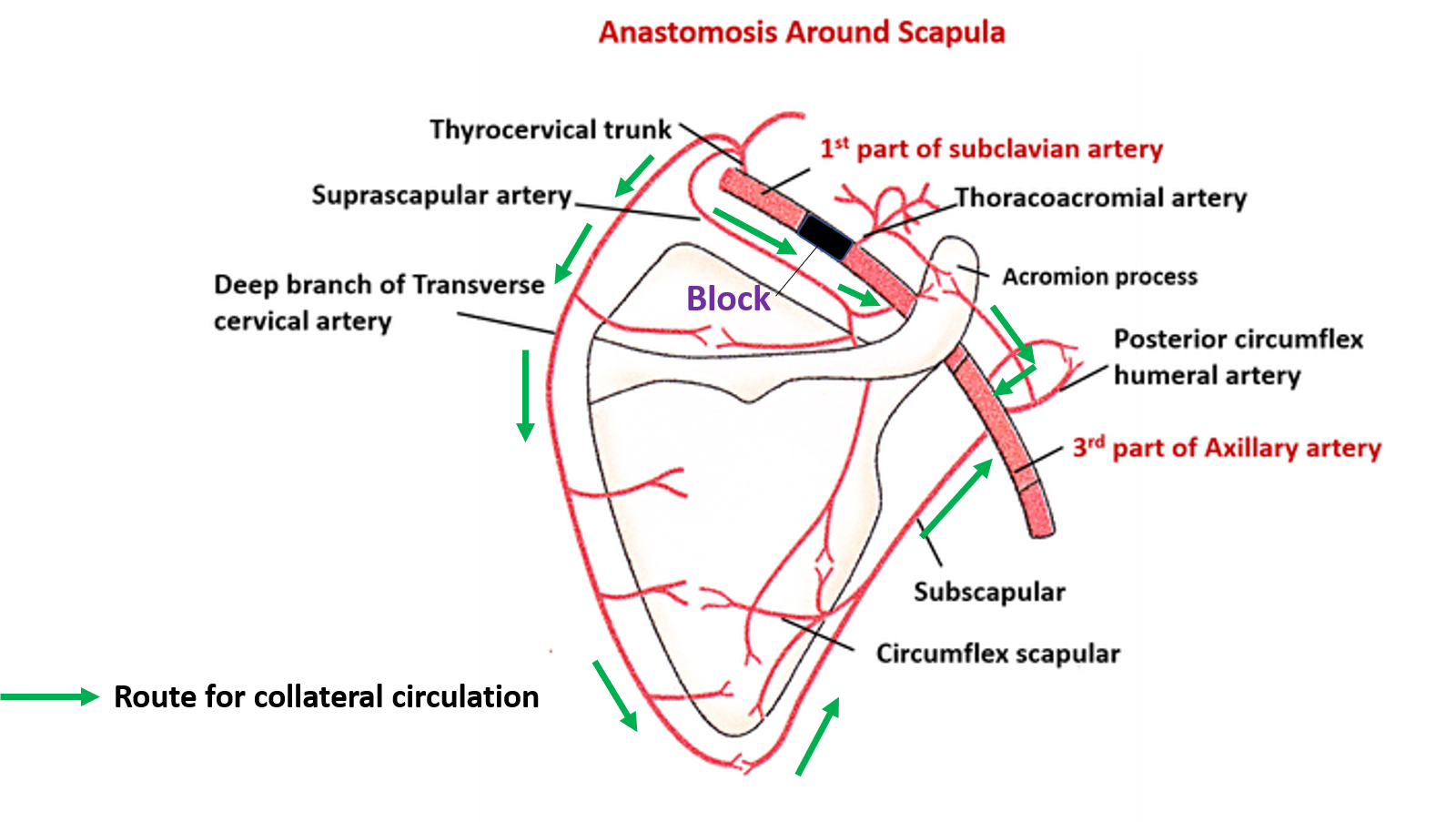 collateral circulation around scapula