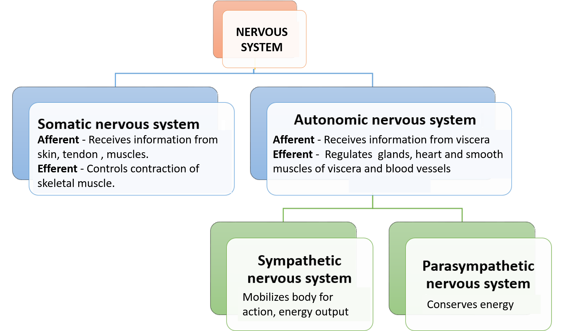 Functional subdivisions of nervous system