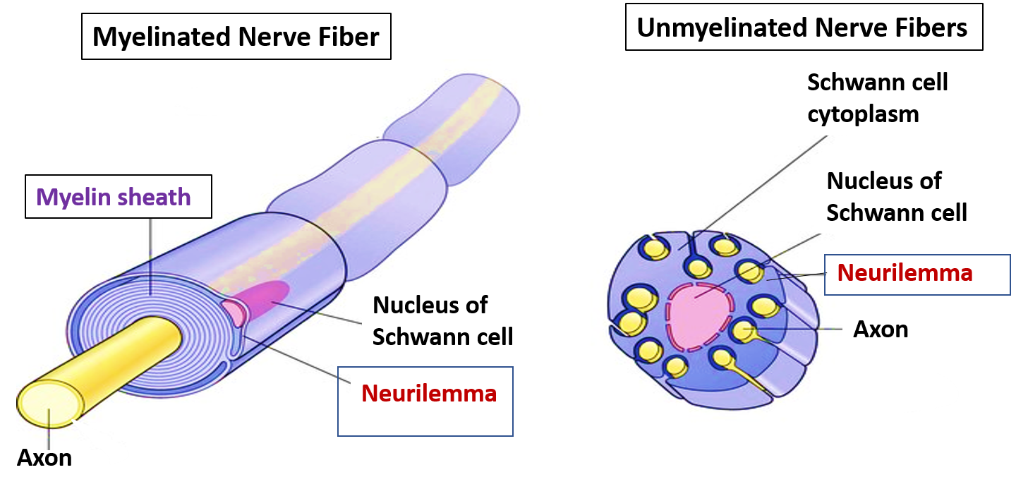 neurilemma and myelin sheaths