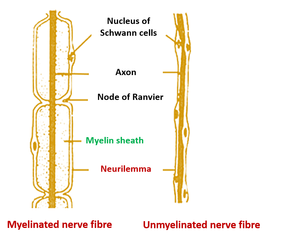 myelinated and nonmyelinated nerve fibers