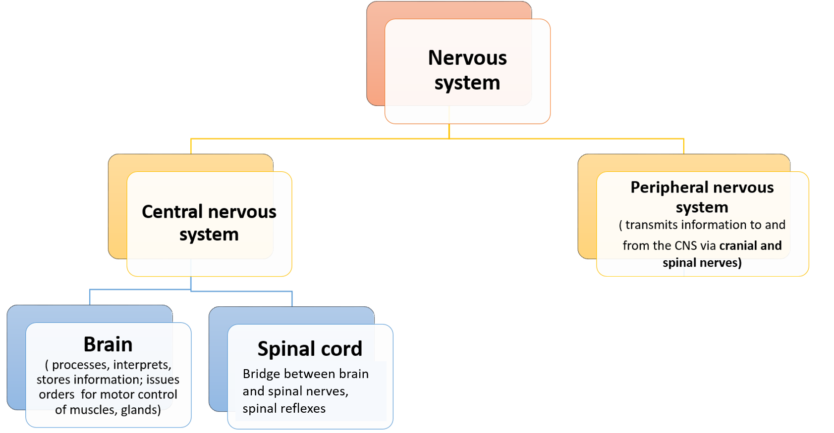 Parts of nervous system