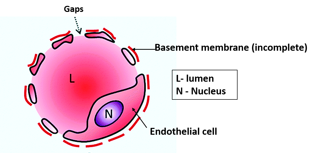 sinusoid structure