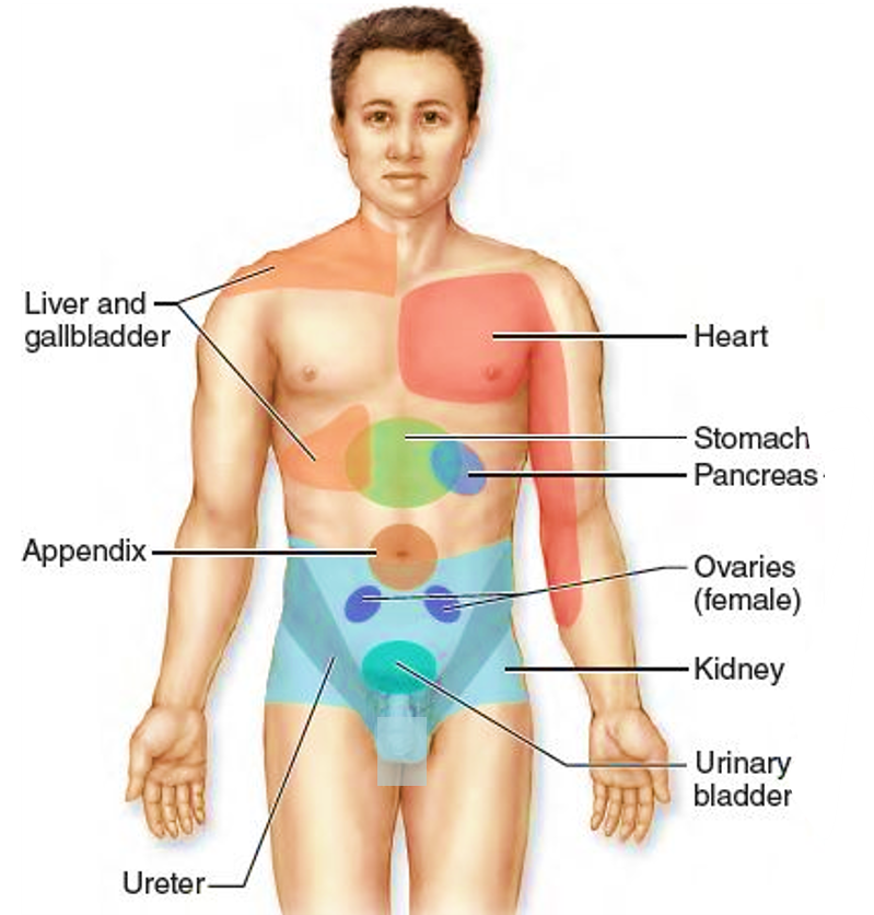 sites of referred pain for various organs