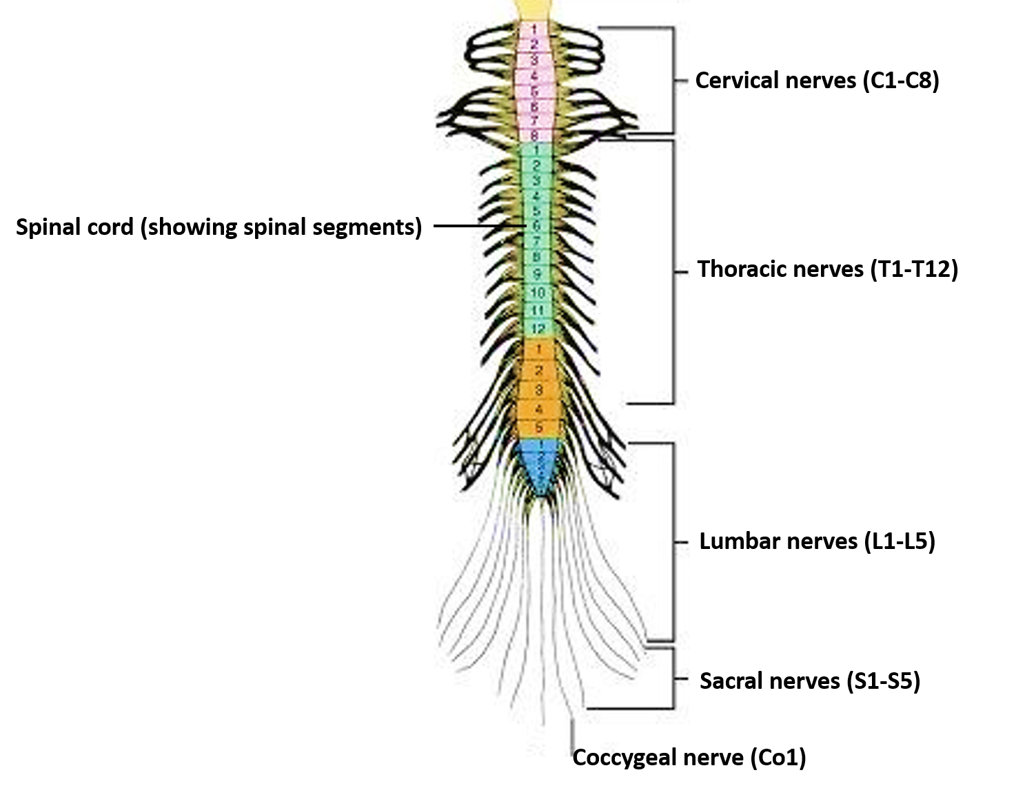 31 pairs of spinal nerves