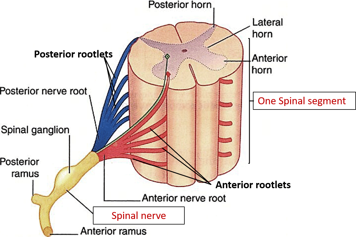 spinal nerve roots and rootlets